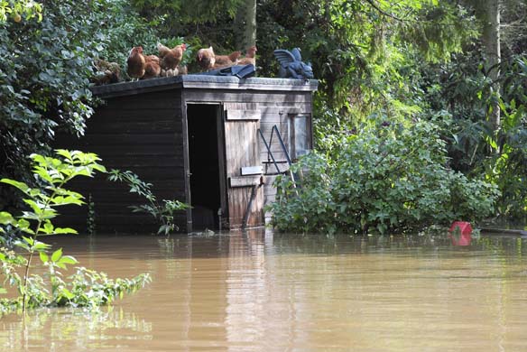 Chickesn shelter from floods