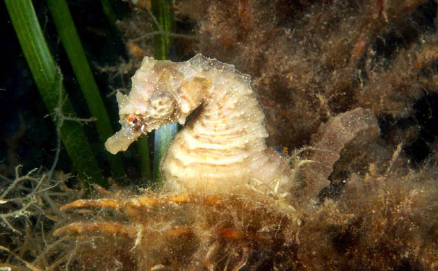 Seahorse