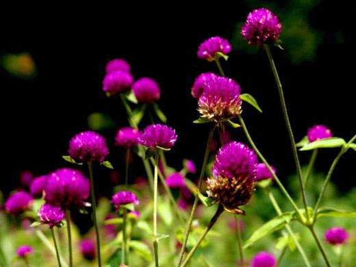 Cuernavaca, Mexico: The flower Amor Seco