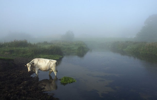 Suffolk, UK: A cow in the river Waveney at dawn