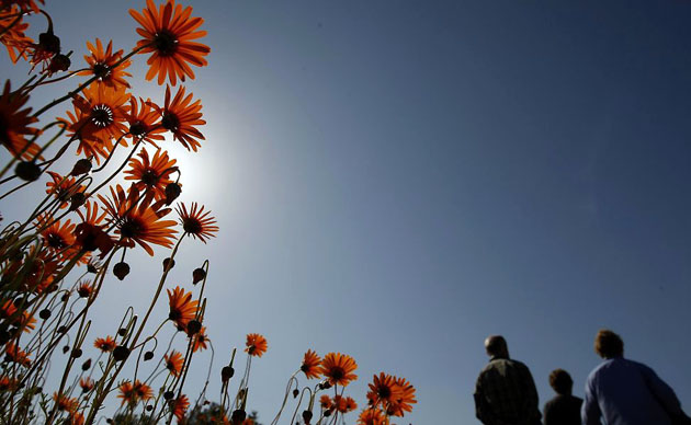 Clamwilliam, South Africa: Visitors walk past fields of seasonal wild flowers