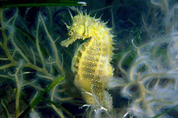 Dorset: A male spiny seahorse, off the coast of Purbeck