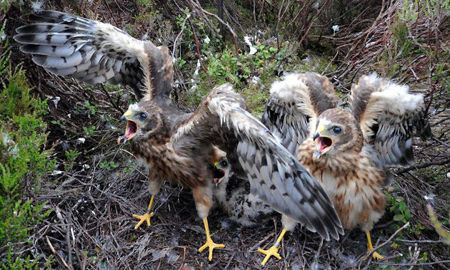 Bowland Fells, UK: Rare one month old hen harrier chicks