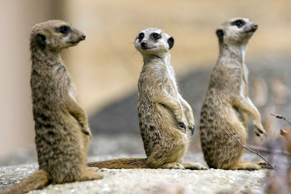 Basel, Switzerland: Three young meerkats or suricates (Suricata Suricatta) in their enclosure at the zoo Keystone, Patrick Straub