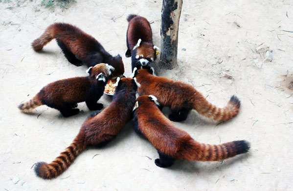 Fuzhou, China: Red Panda cubs at Fuzhou Panda World