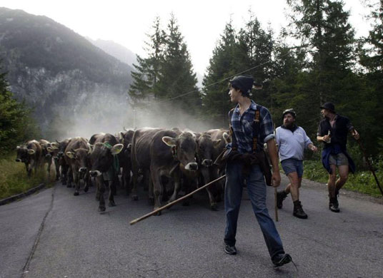Bad Hindelang, Germany: Bavarian farmers, followed by their cows