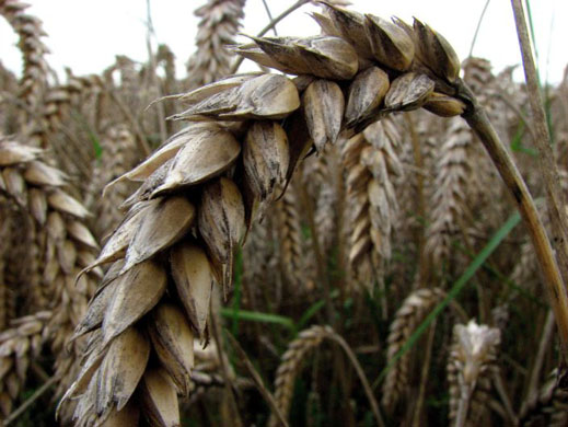 poor harvest UK floods
