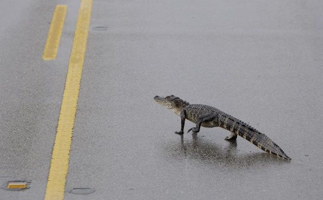 alligator on road