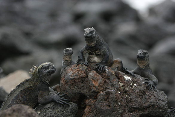 iguanas