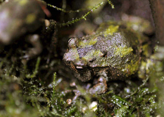Green burrowing frog