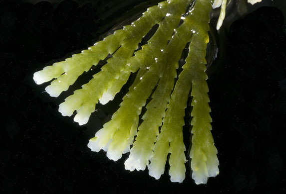 new coral reef species