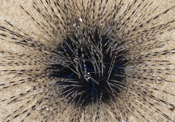 new coral reef species