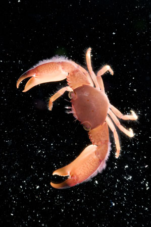 new coral reef species