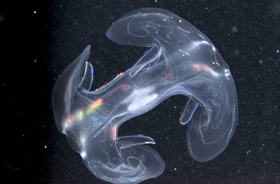 new coral reef species