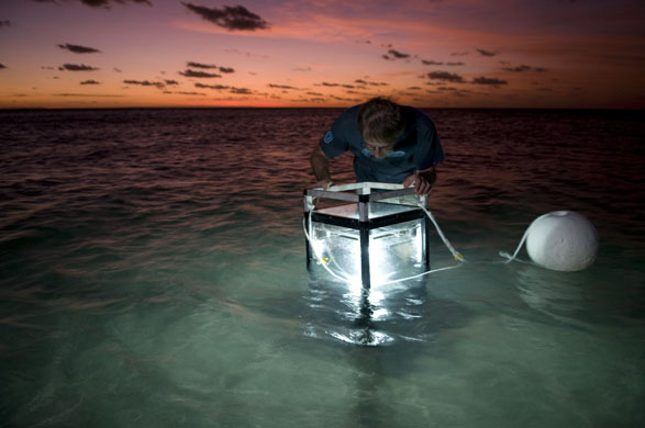 new coral reef species