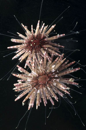 new coral reef species