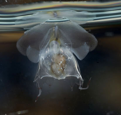 new coral reef species