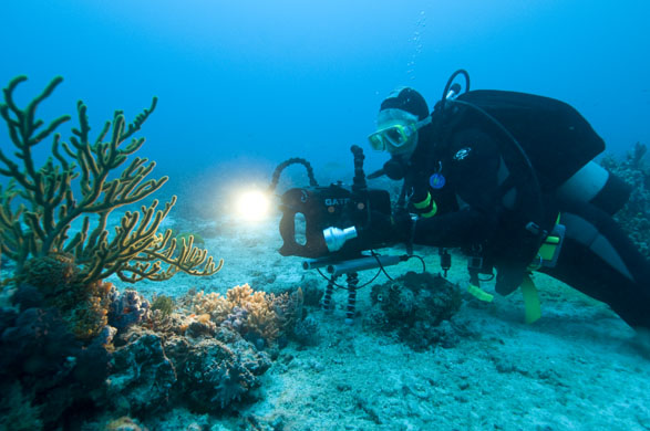 new coral reef species