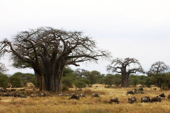 Tarangire migration