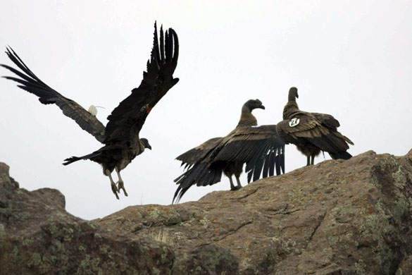 Andean Condors