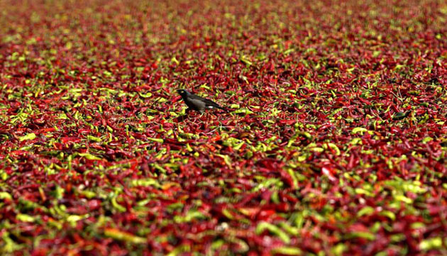 bird on chilli