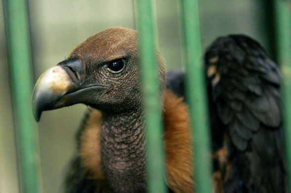 White-backed Vulture