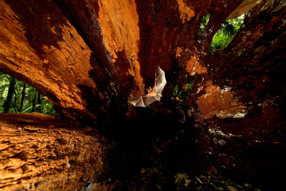 Wildlife Photographer of the Year 2008 - Bat House