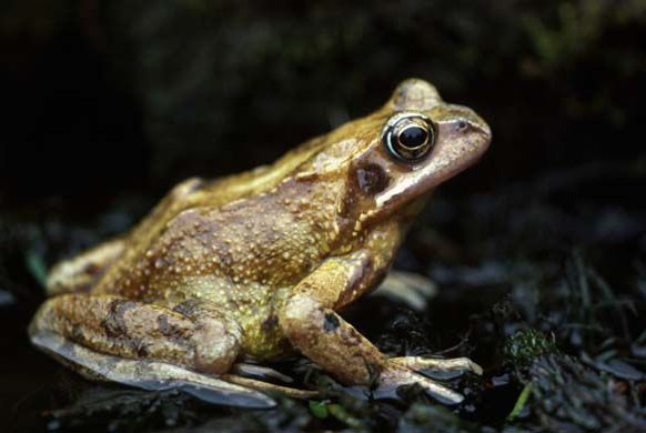 common frog