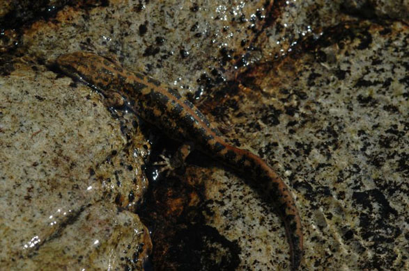 Sardinian Brook Newt