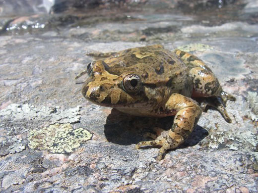 Sardinian painted frog