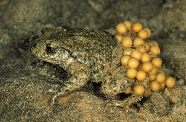 midwife toad