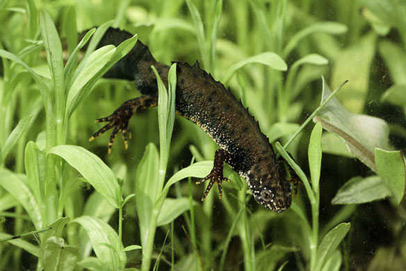 crested newt