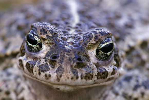 natterjack toad