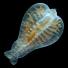 Arctic creatures: The nemertean Pelagonemertes rollestoni