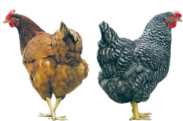 Sarah Cracknell pieces of me