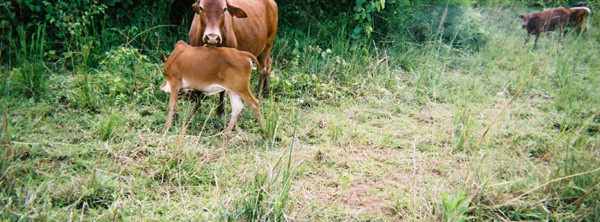 Joseph Ocuga's disposable camera pictures