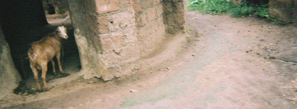 Valentine Okoit's disposable camera photographs