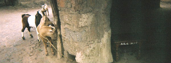 Valentine Okoit's disposable camera photographs