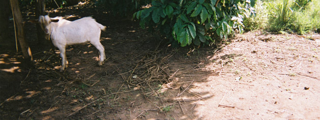 Katine residents' photographs: David Obonei