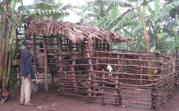 Ruhiira livestock