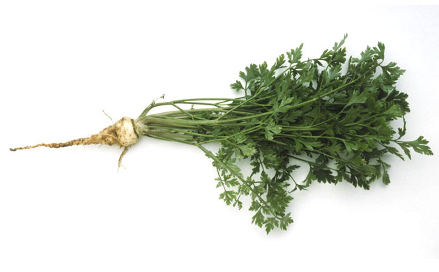 Hamburg Parsley