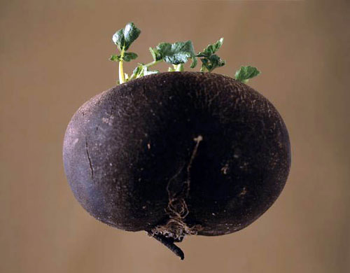 Black radish