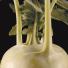 Kohlrabi