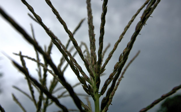 Cassava, a substitute for maize
