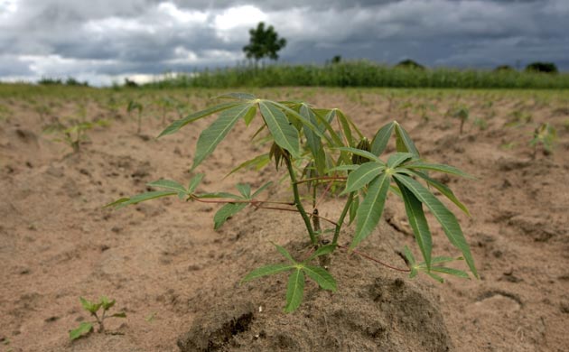Cassava plant