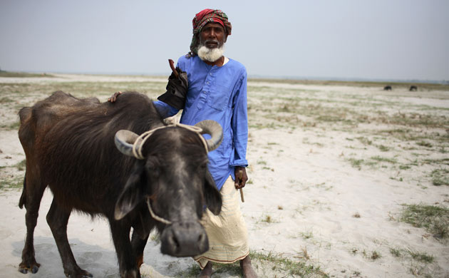 A farmer takes his buffalo for feeding