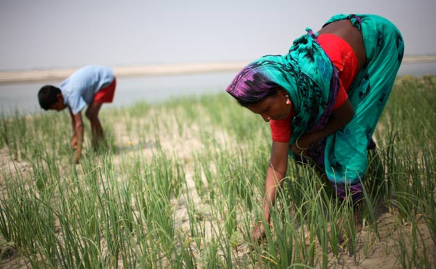 A boy and his mother work in their onion field beside the river Trista