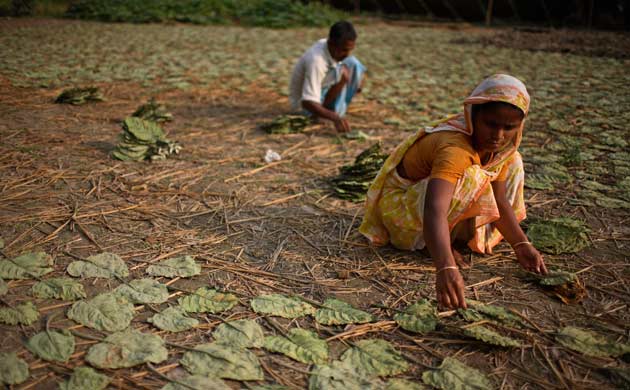 A Bangladesh family dries tobacco leaves in the open air