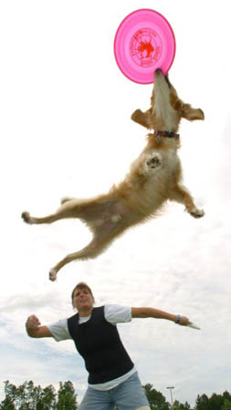 Lara Goldberg watches her dog, Leapin' Louie, catch a frisbee