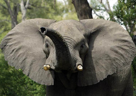 Quintessentially for RED